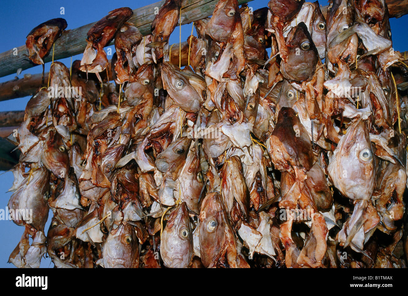 L'asciugatura teste di pesce, Islanda Foto Stock