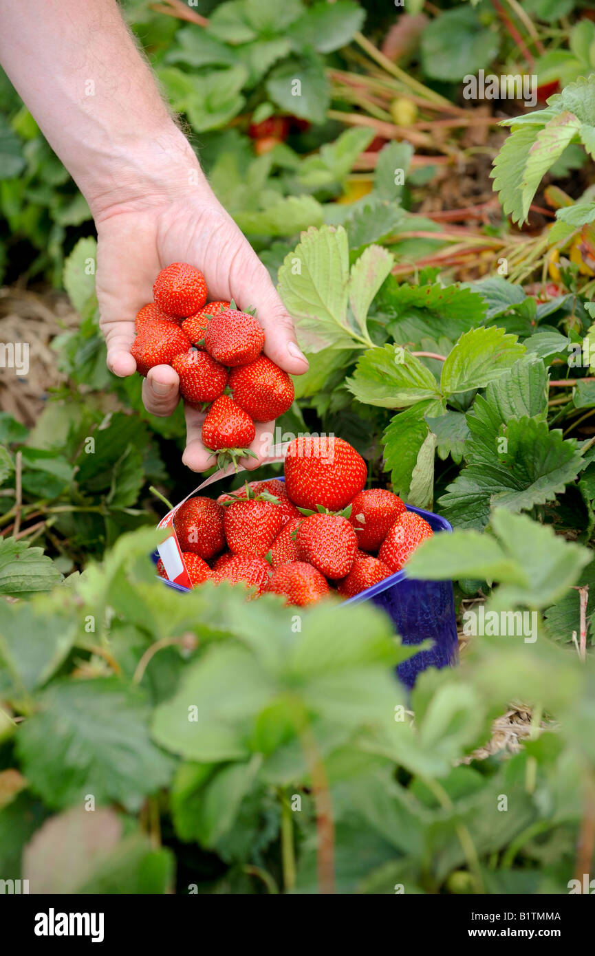 Scegliere la vostra azienda frutticola - una manciata di fragole sono messi in una cestella piena in un campo di fragole. Foto da Jim Holden. Foto Stock