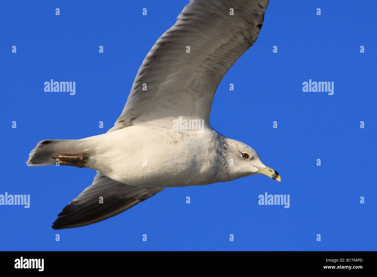 Un Aringa Gabbiano volare attraverso i cieli blu su grandi laghi del Nord America. Foto Stock