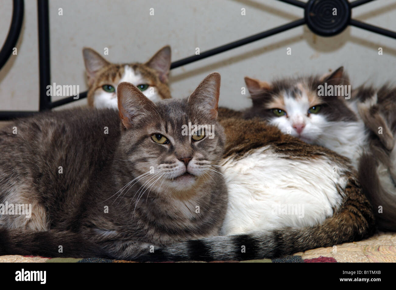 I gatti randagi salvato dalla città Critters cat rescue Foto Stock