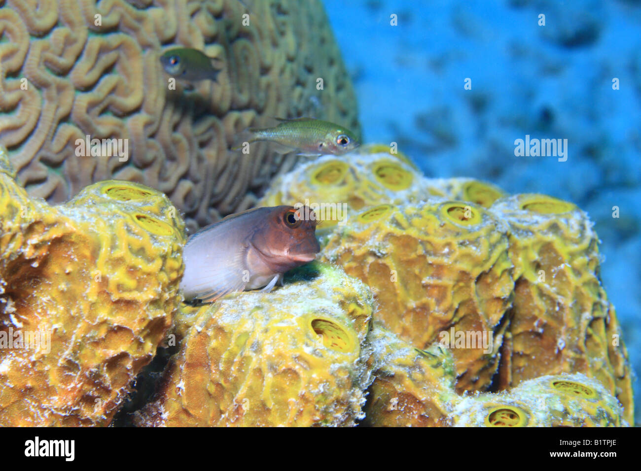 Labbro rosso bavose seduti sulla spugna gialla Foto Stock