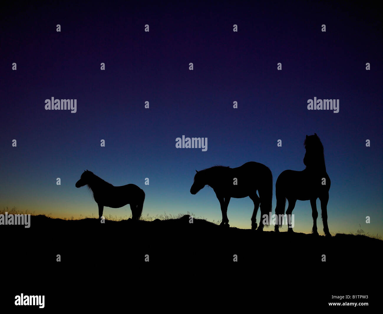 Cavalli islandesi stagliano contro il cielo di sera, Islanda Foto Stock