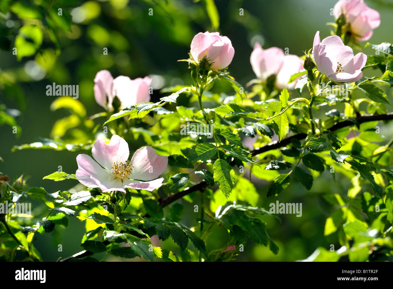 Rosa canina Rosa selvatica in fiore fiorisce Foto Stock