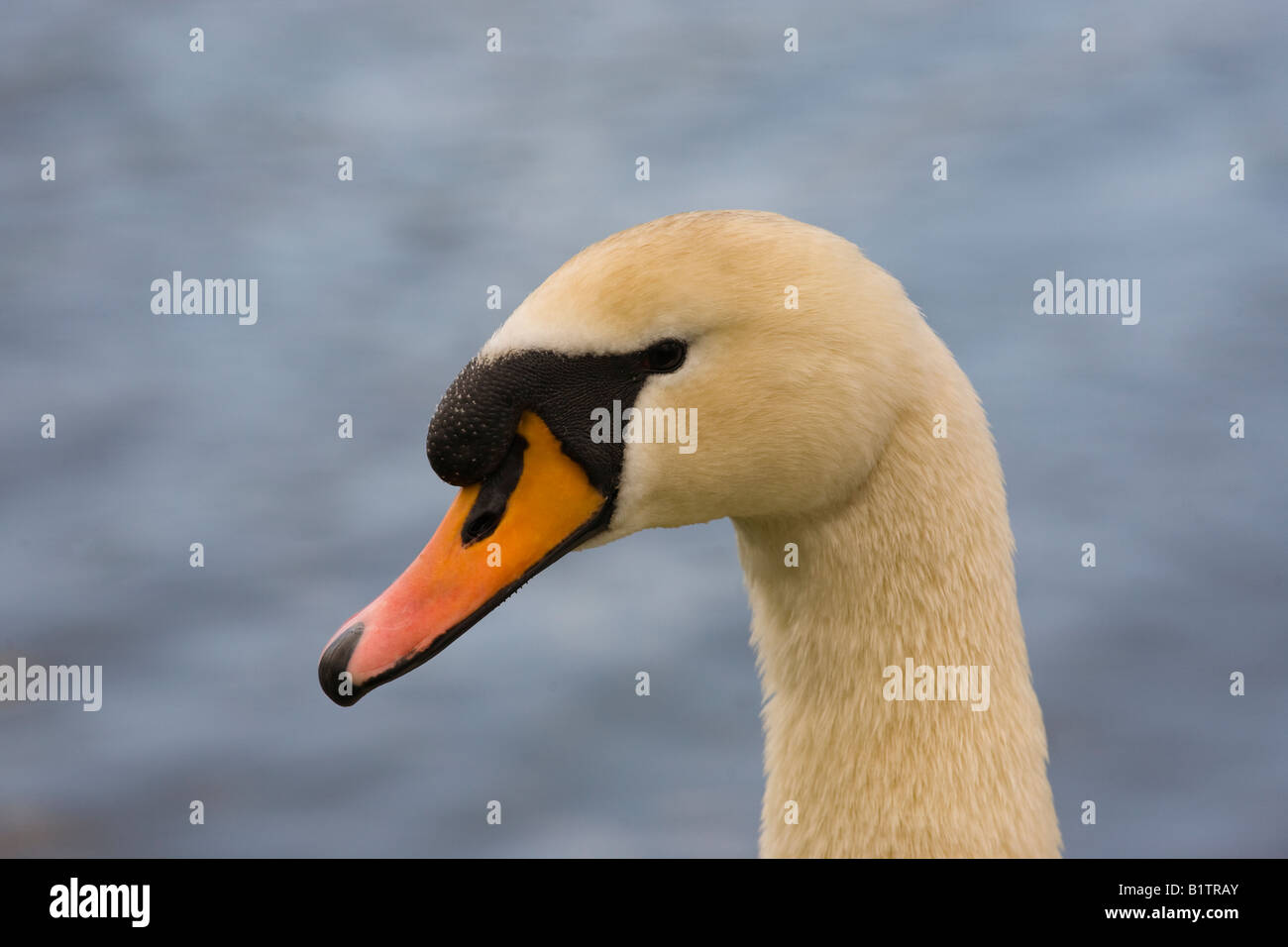 Cigno Cygnus olor Foto Stock