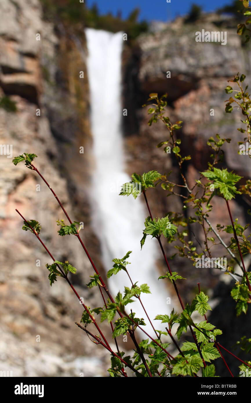 Close-up di foglie verdi con cascata in background Foto Stock