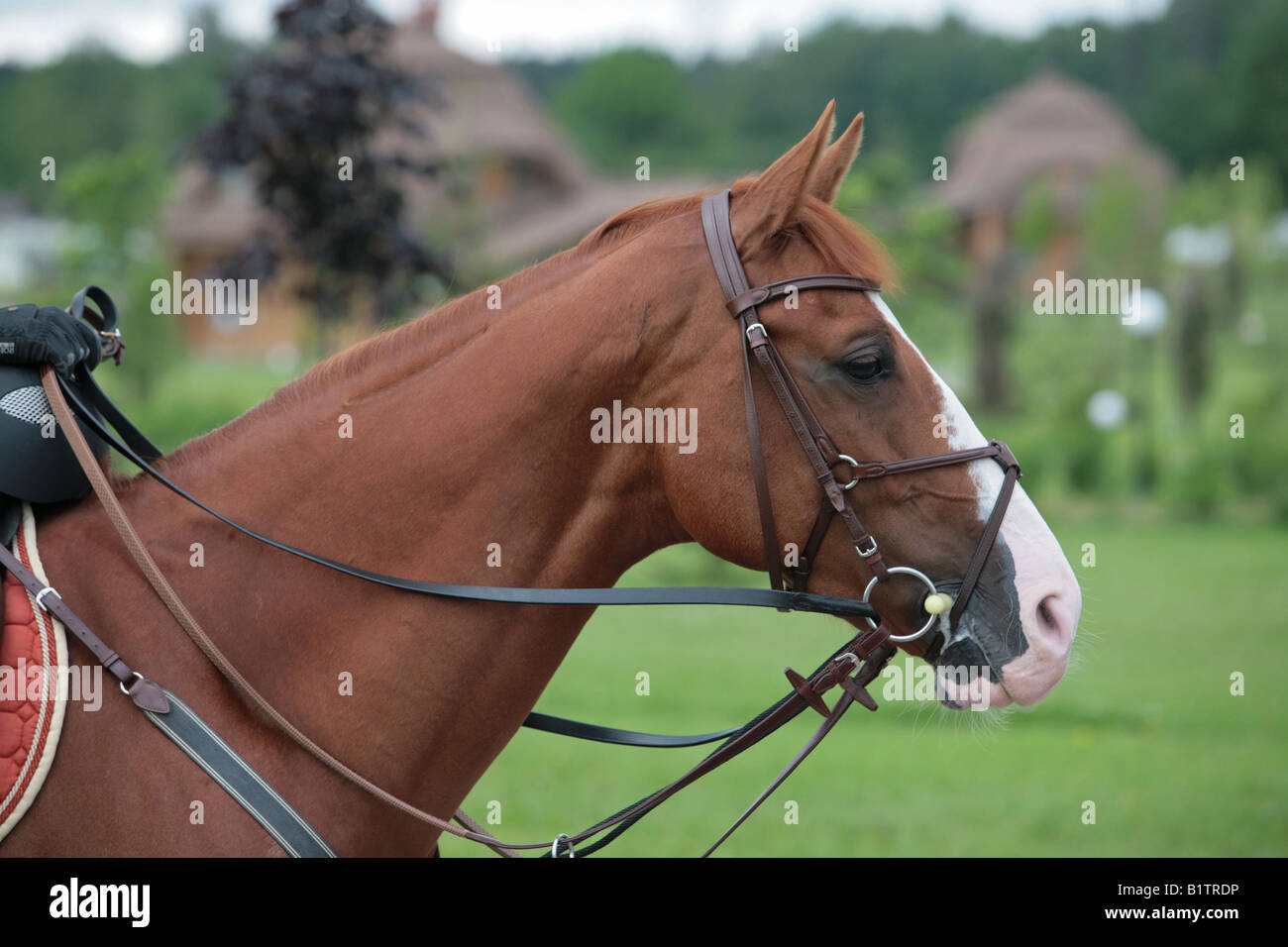 Ritratto del cavallo Foto Stock