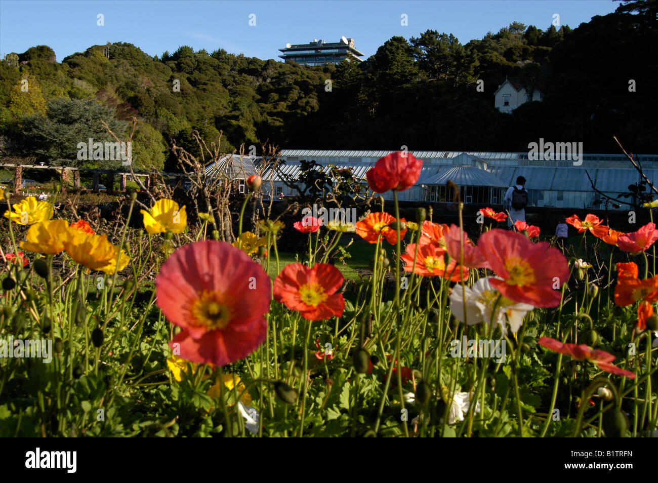 Serra e fiori colorati, Giardini Botanici, Wellington, Nuova Zelanda Foto Stock