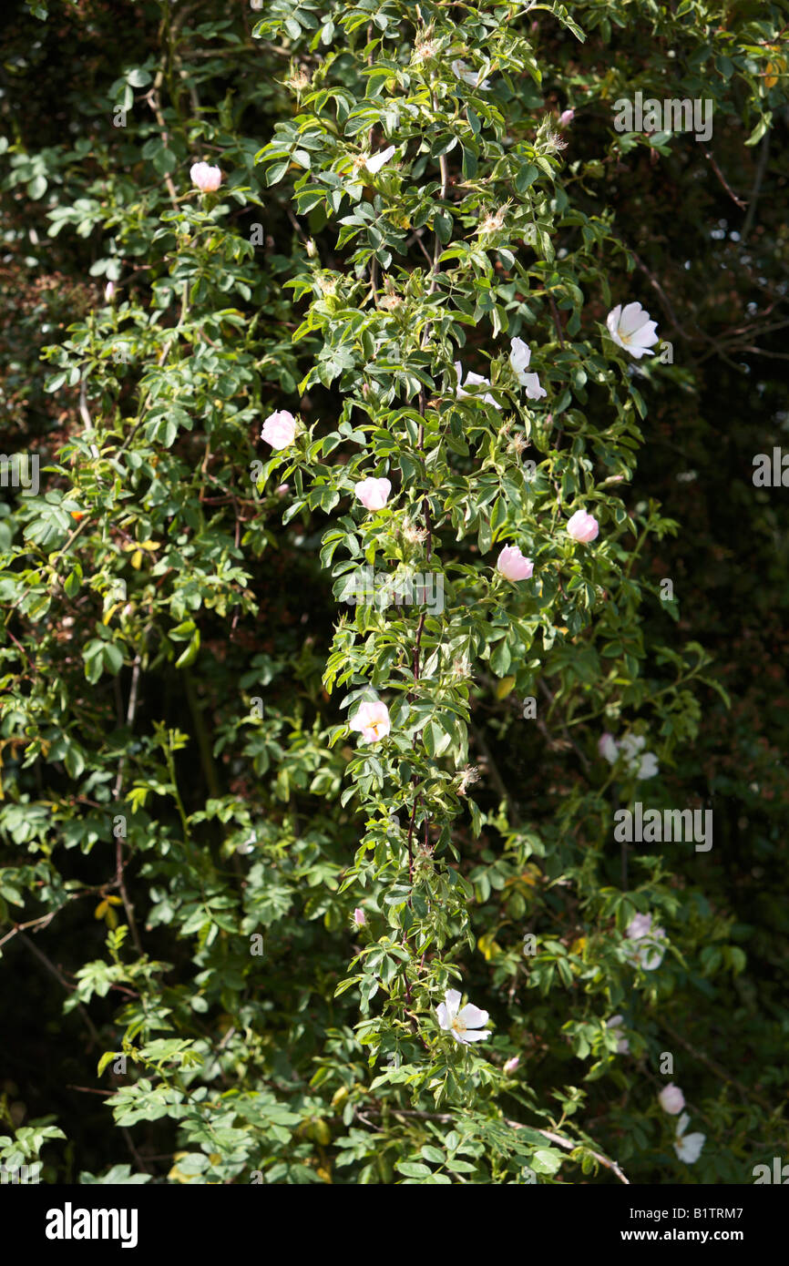 La rosa canina fioritura in presenza di luce solare Foto Stock