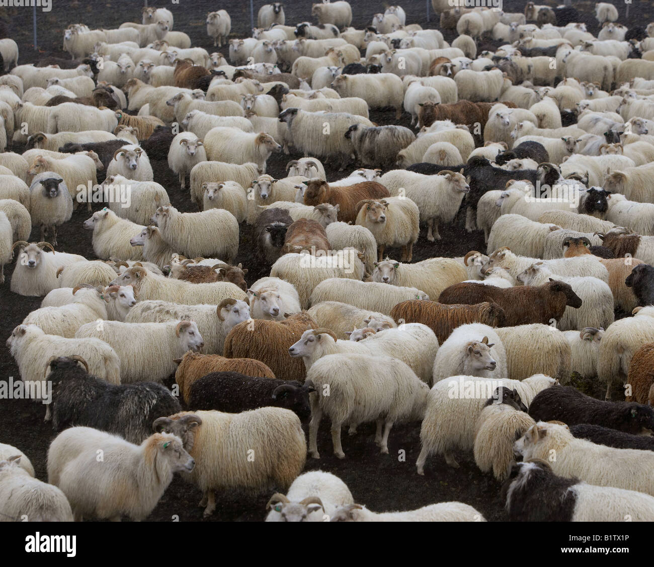 Pecore roundup, Islanda Foto Stock