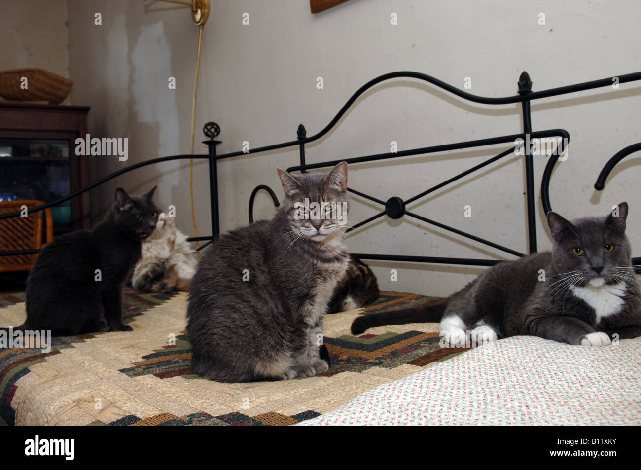 I gatti randagi salvato dalla città Critters cat rescue Foto Stock