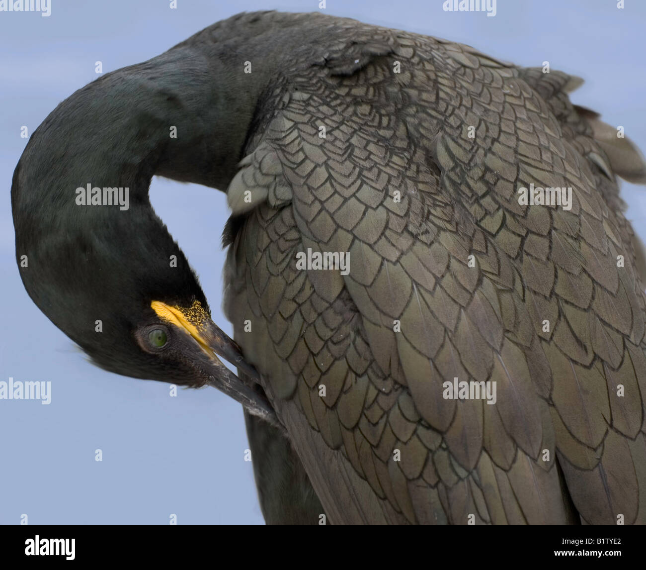 Il Marangone dal ciuffo (phalacrocorax aristotelis) preening sulle isole farne Northumberland. Foto Stock