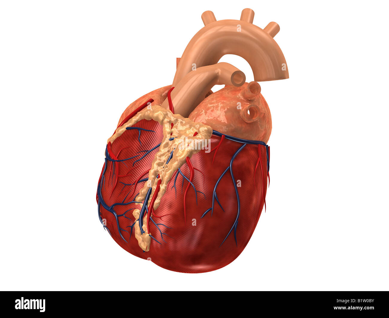 cuore umano Foto Stock