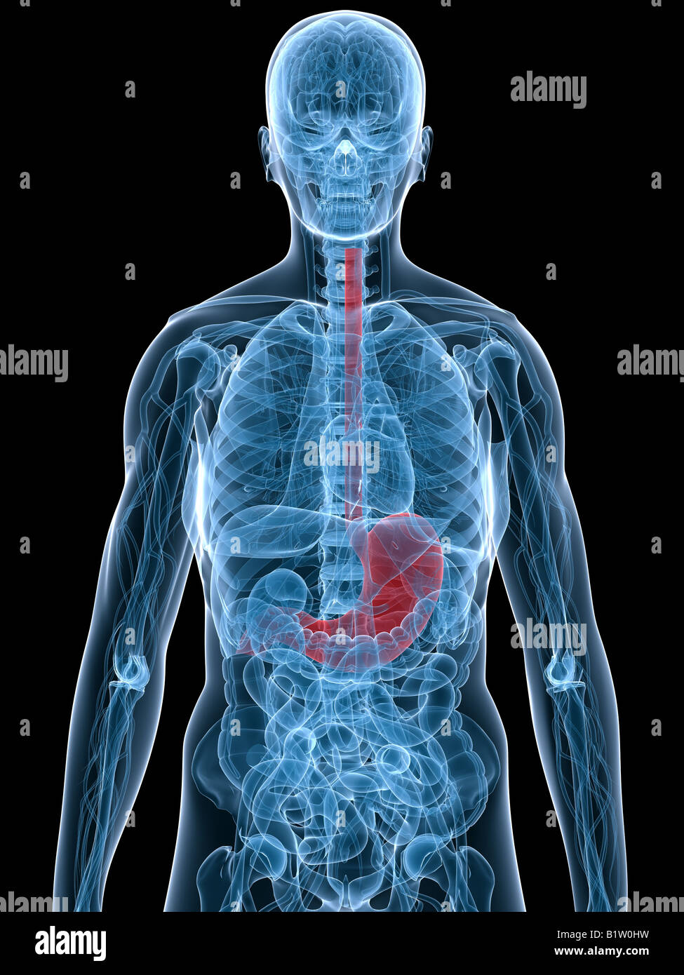 stomaco umano Foto Stock