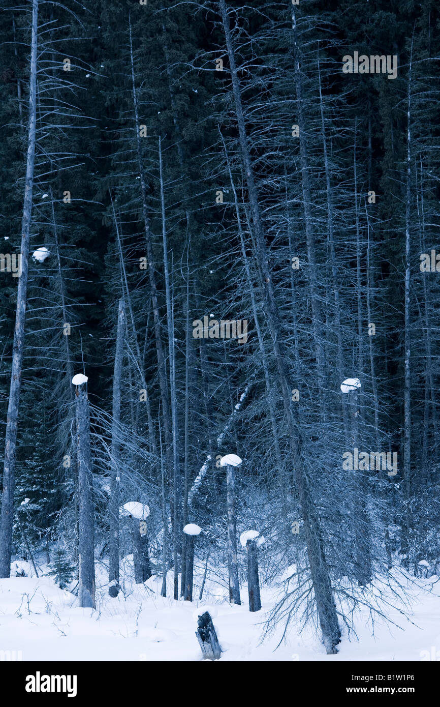 Canada Alberta morti di alberi di pino in legno Foto Stock