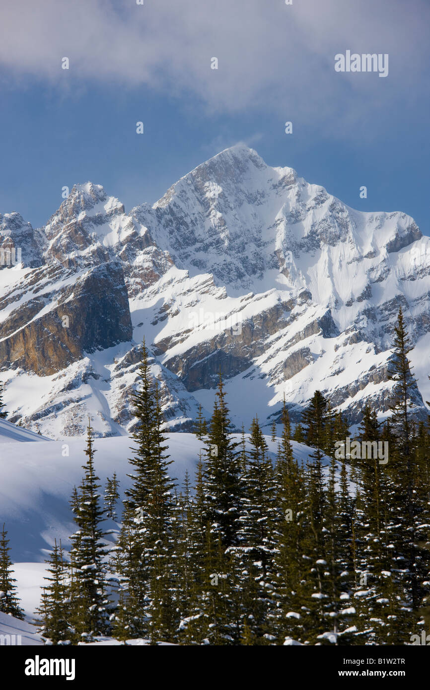 Canada Alberta Banff National Park Icefield Parkway montagne vista su alberi di pino Foto Stock