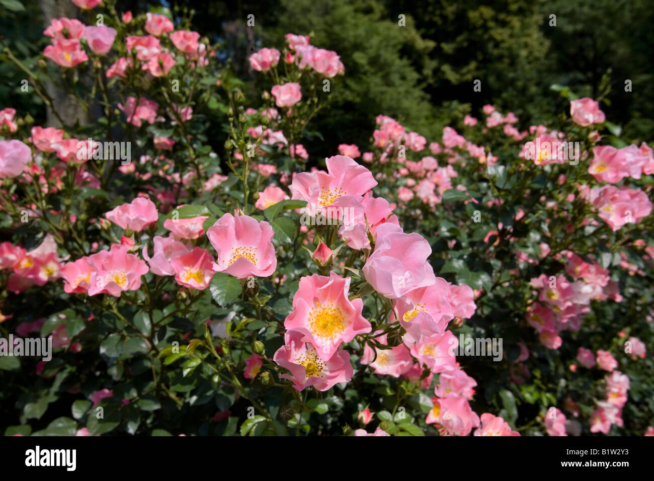 Rosa X Meipotal Carefree Delight rosa ad arbusto NJ Foto Stock