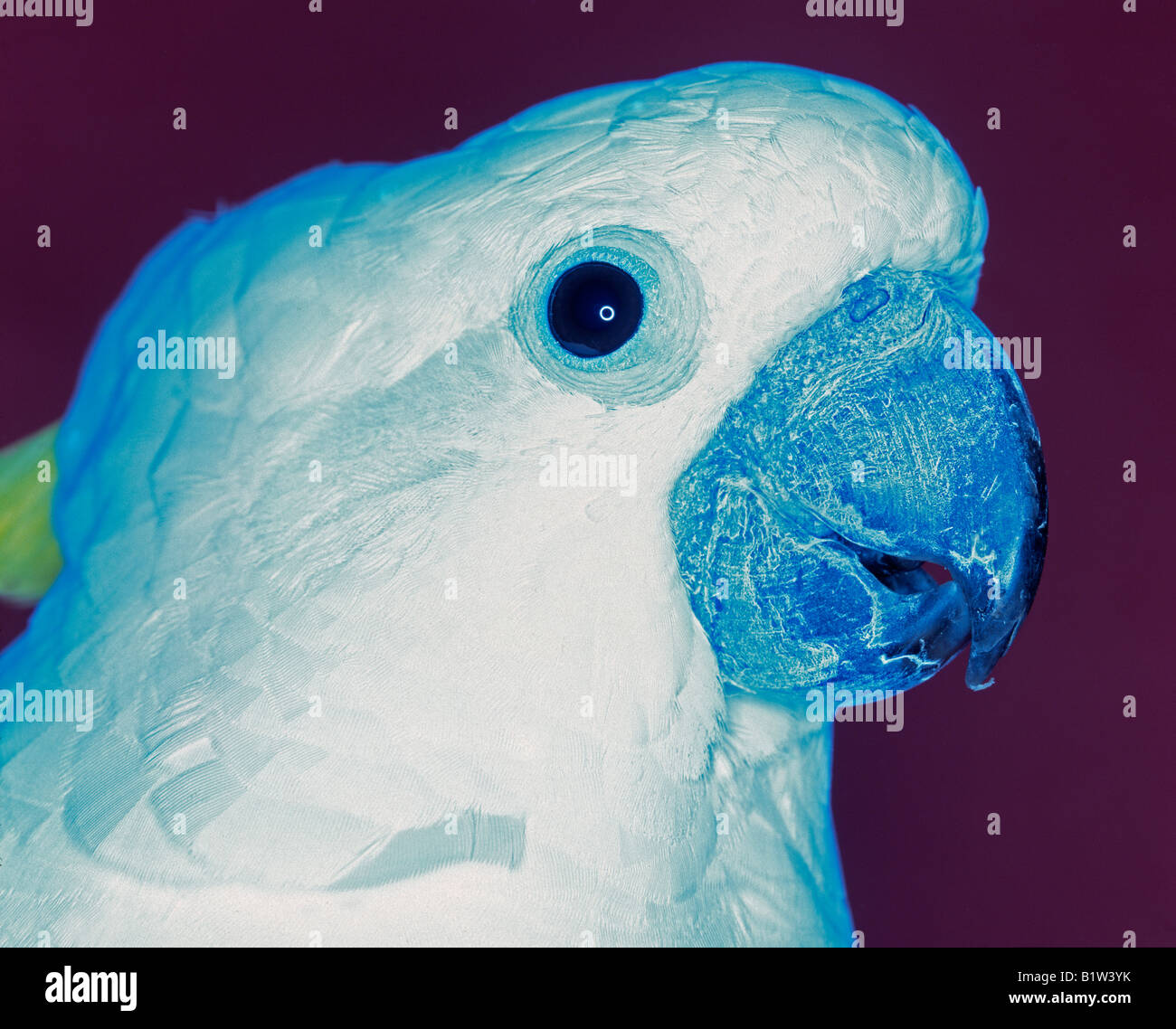 Testa di Cacatua Foto Stock