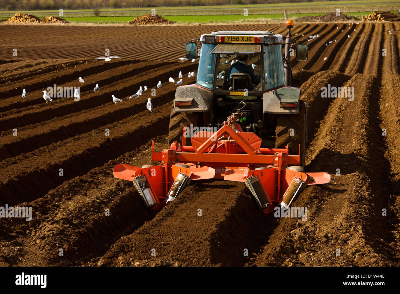 Contadino con il trattore tende arato solchi ottenere pronto per piantare patate Foto Stock