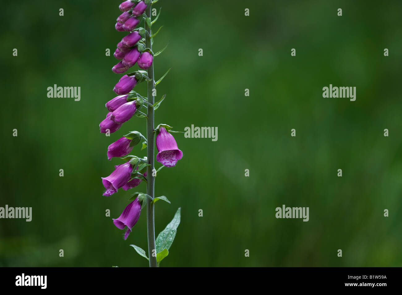Digitalis purpurea. Foxglove unico fiore in un bosco scozzese Foto Stock