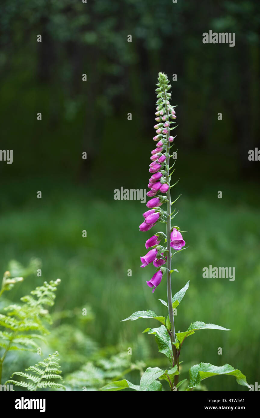 Digitalis purpurea. Foxglove unico fiore in un bosco scozzese Foto Stock