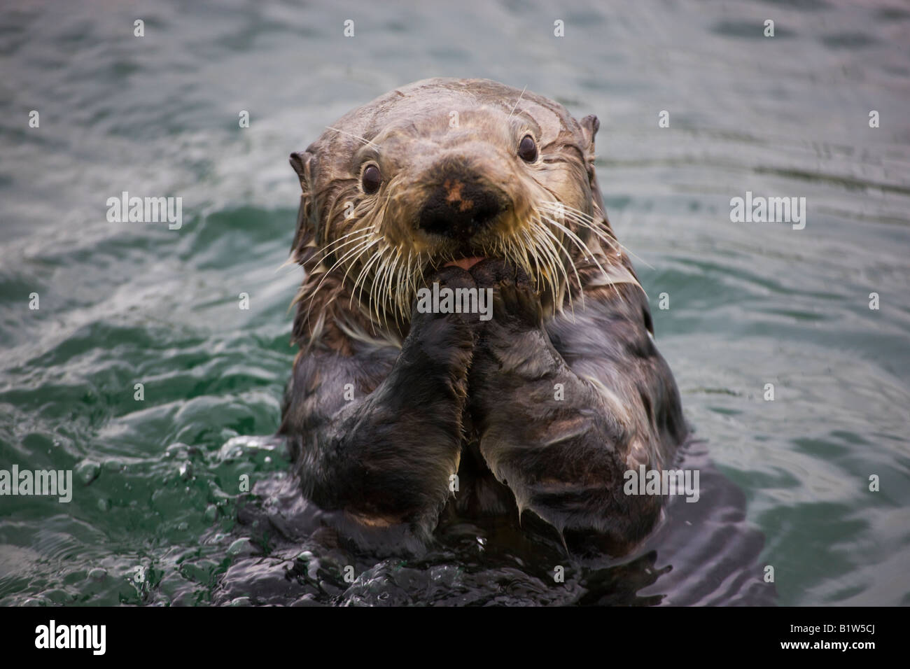 Sea Otter Enhydra lutris Cordova Alaska Foto Stock