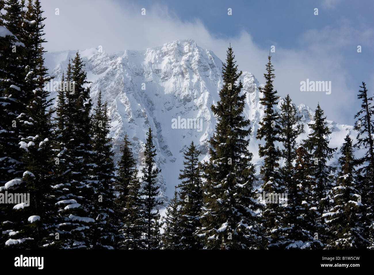 Canada Alberta Banff National Park Icefield Parkway montagne vista su alberi di pino Foto Stock