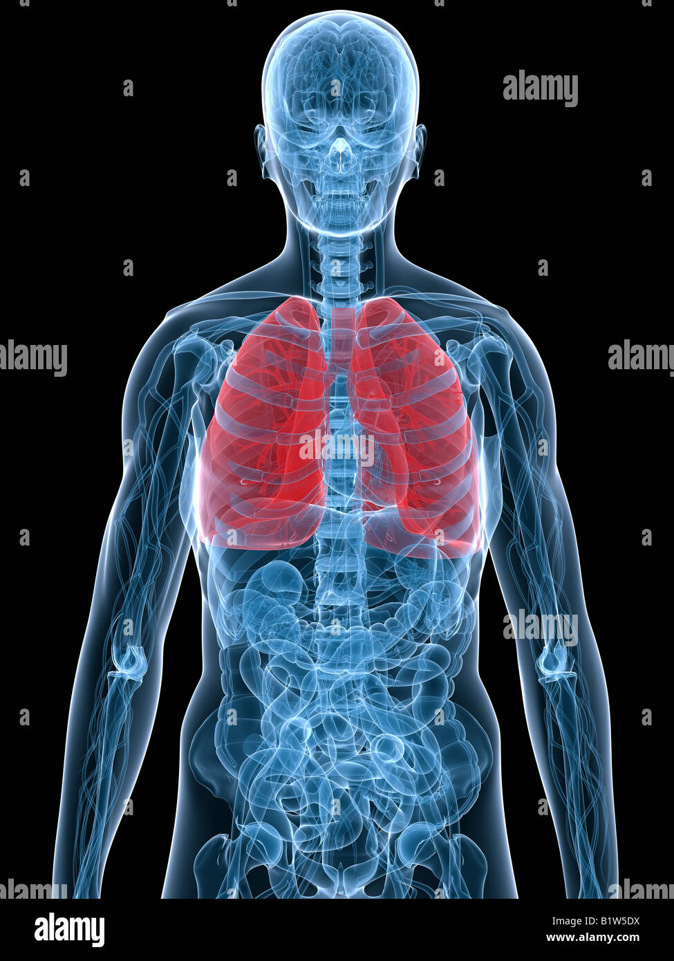 polmone umano Foto Stock