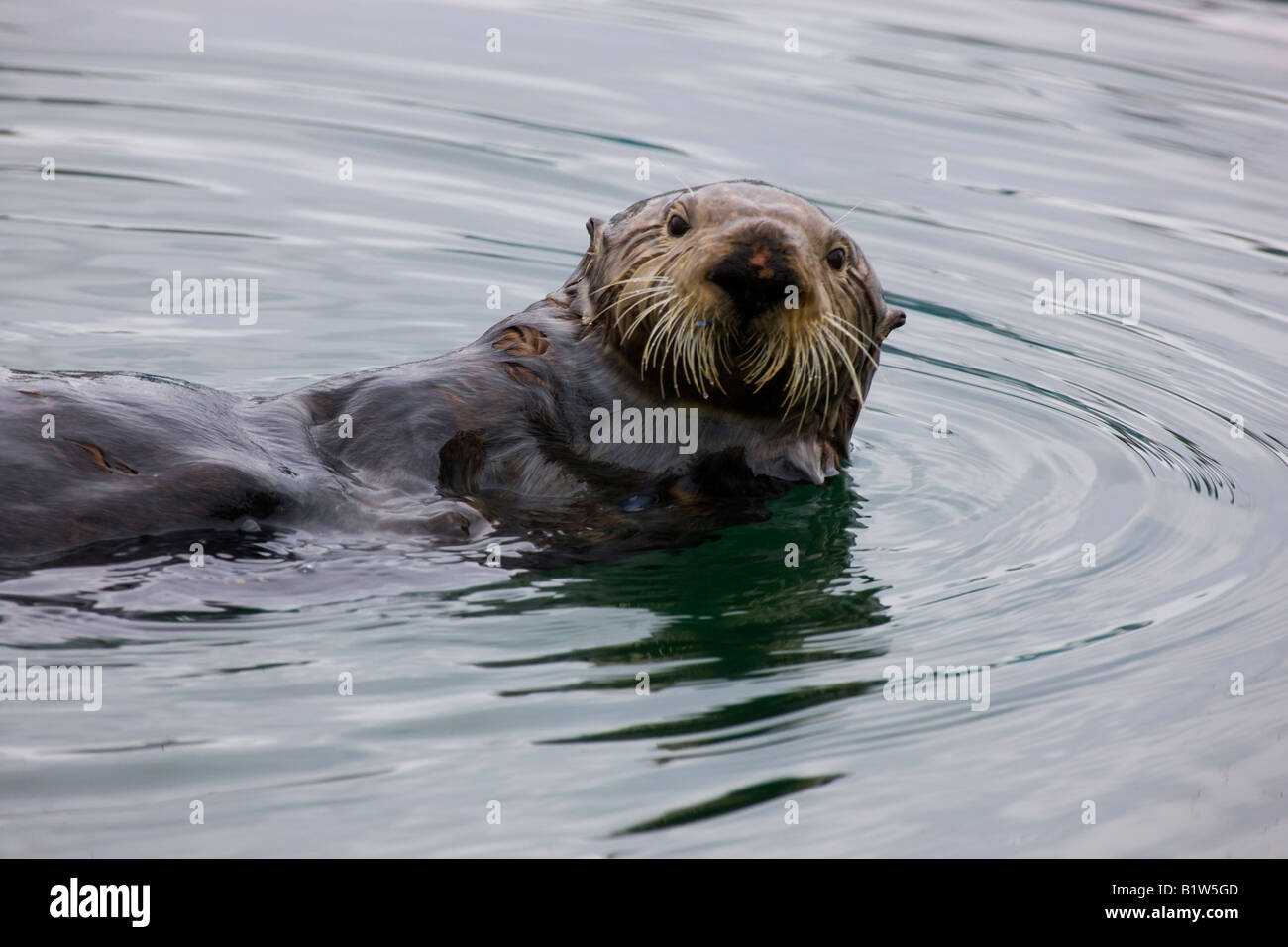 Sea Otter Enhydra lutris Cordova Alaska Foto Stock