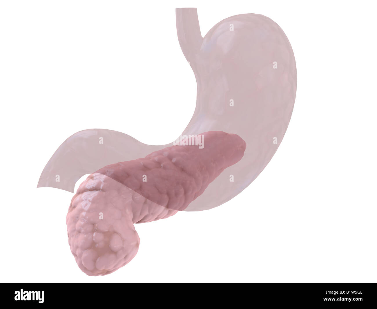 pancreas umano Foto Stock