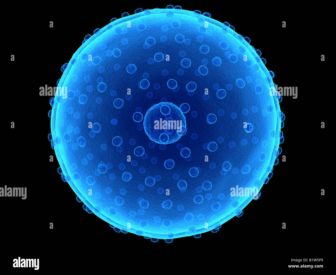 cellula umana Foto Stock