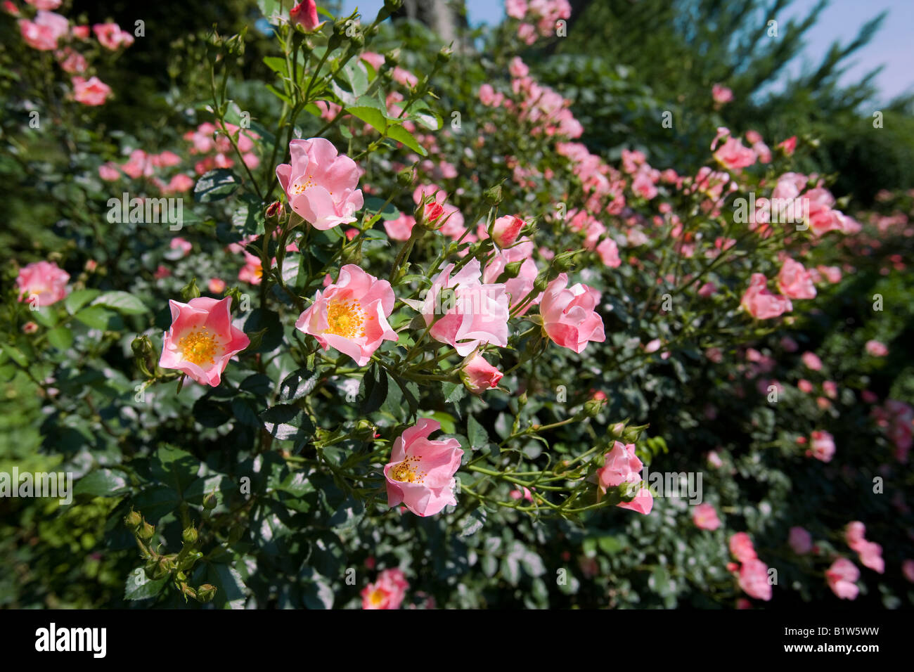 Rosa X Meipotal Carefree Delight rosa ad arbusto NJ Foto Stock