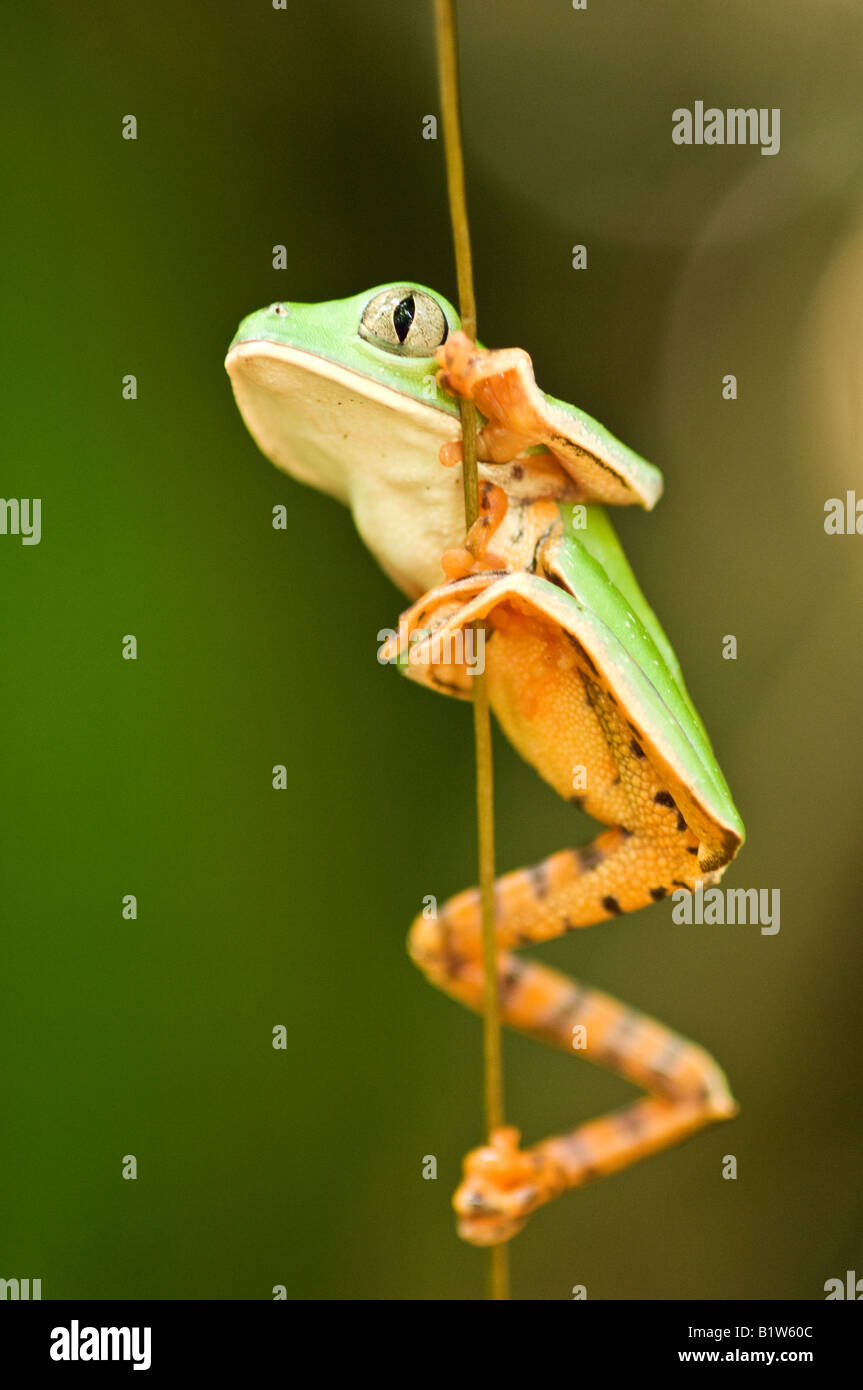 Phyllomedusa Tomopterna Tiger-Striped rana foglia appeso su un vitigno nella foresta pluviale, Ecuador Foto Stock