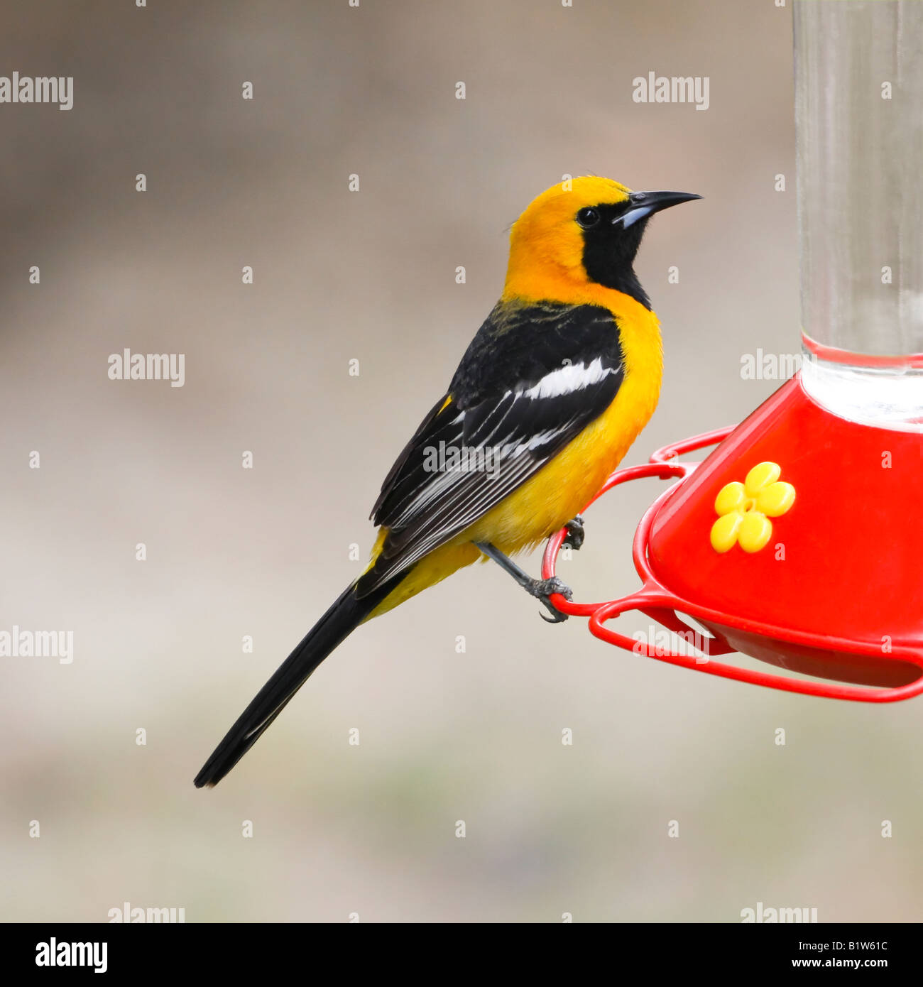 Colorata con cappuccio maschio Rigogolo appollaiato su un Bird Feeder Foto Stock