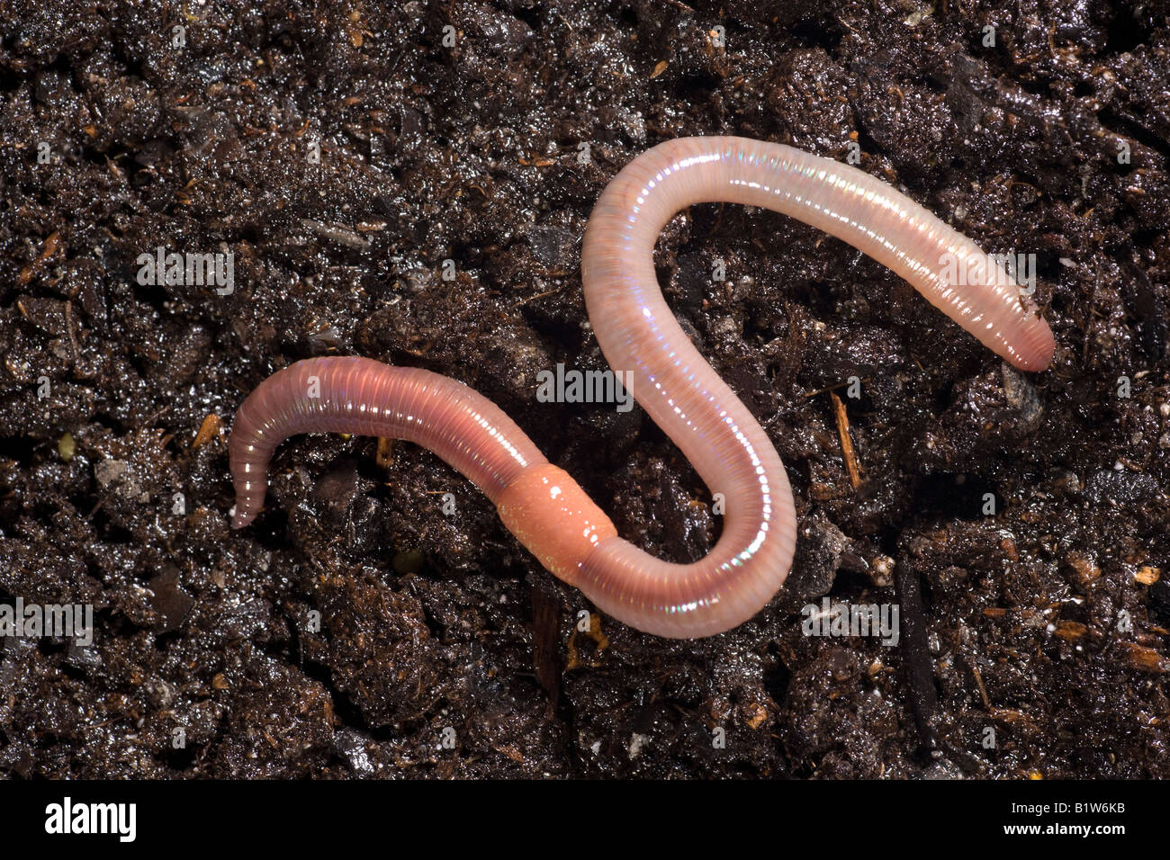 Lombrico comune lombrico terrestris Worm segmentata Foto Stock