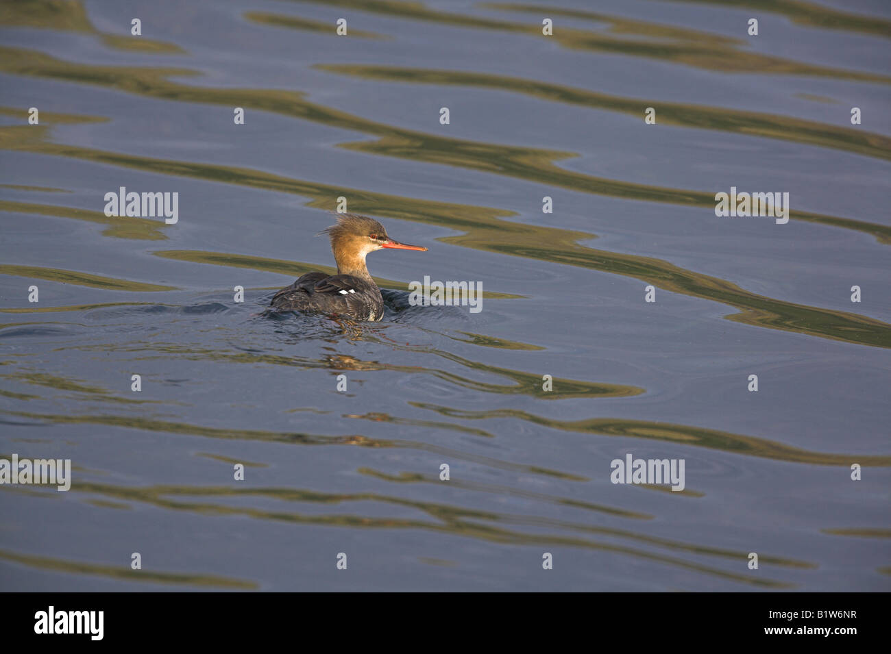 Red-breasted Mergus merganser serrator nuoto femminile in Loch Spelve, Mull, Scozia in maggio. Foto Stock