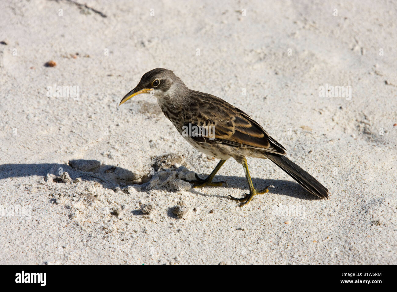 Le Galapagos Mockingbird - Nesomimus macdonaldi - sull'Isola Espanola nelle isole Galapagos Foto Stock