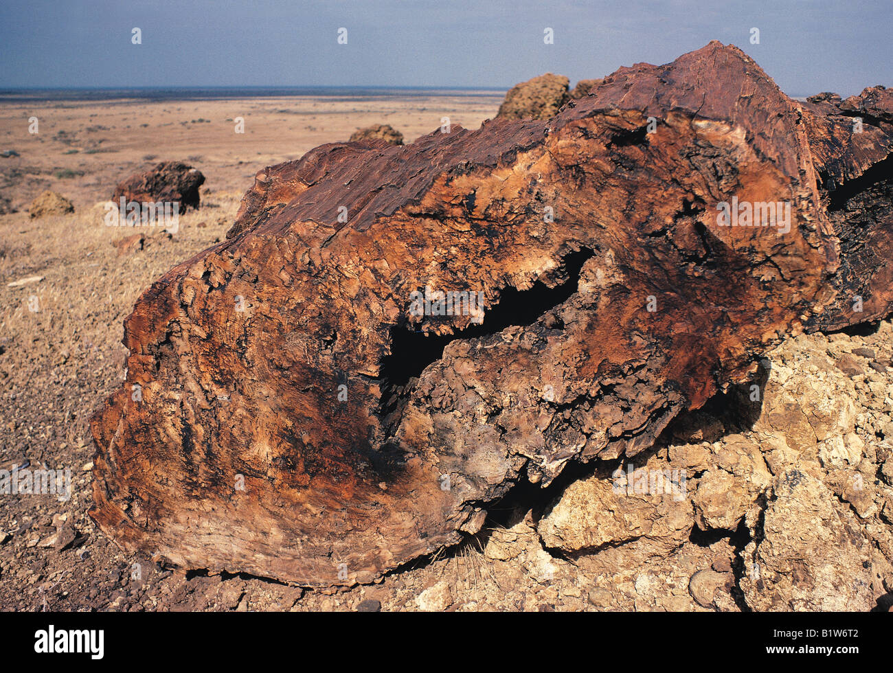 Registro enorme di legno pietrificato di età compresa tra i 20 e i 26 milioni di anni vicino Alia Bay Sibiloi Parco nazionale del Kenya Settentrionale Foto Stock