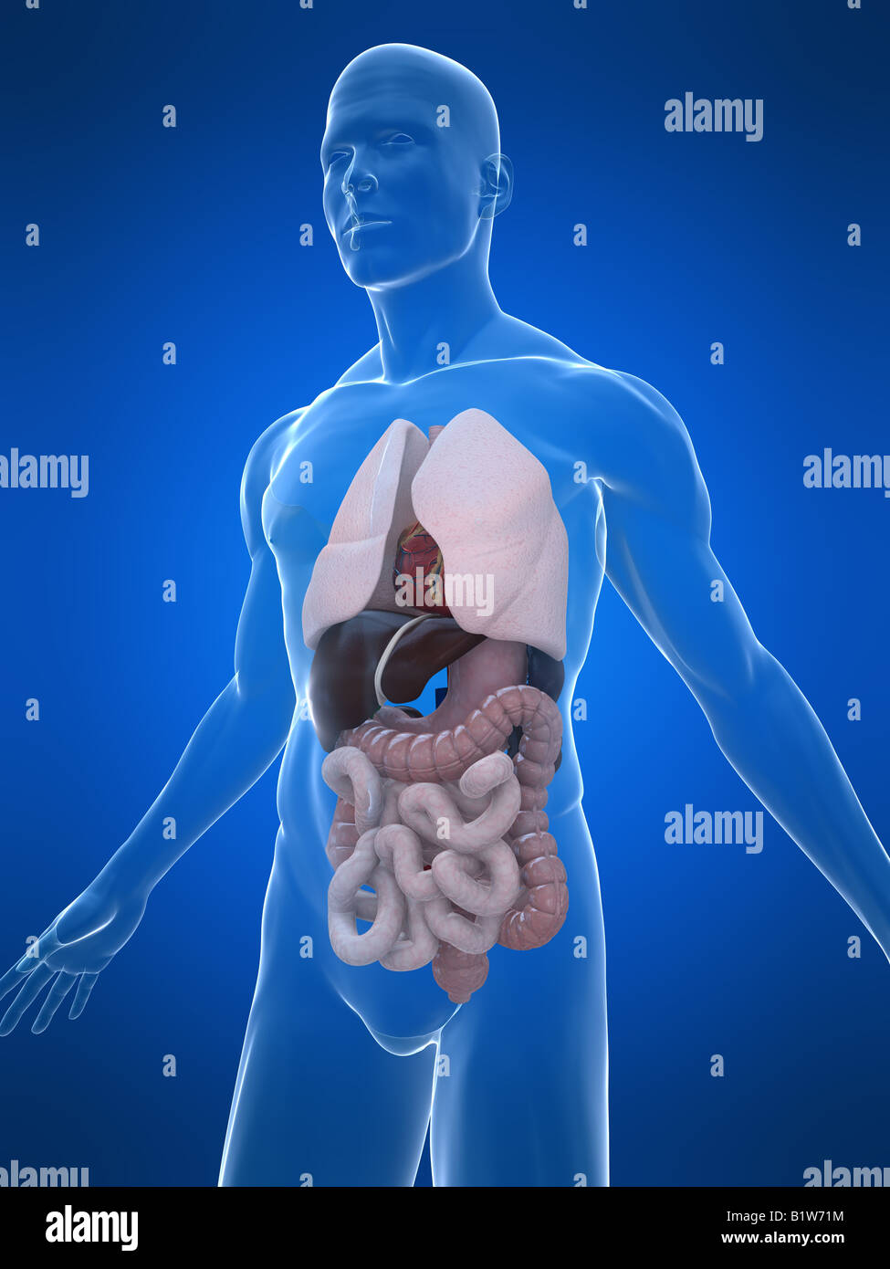 anatomia umana Foto Stock