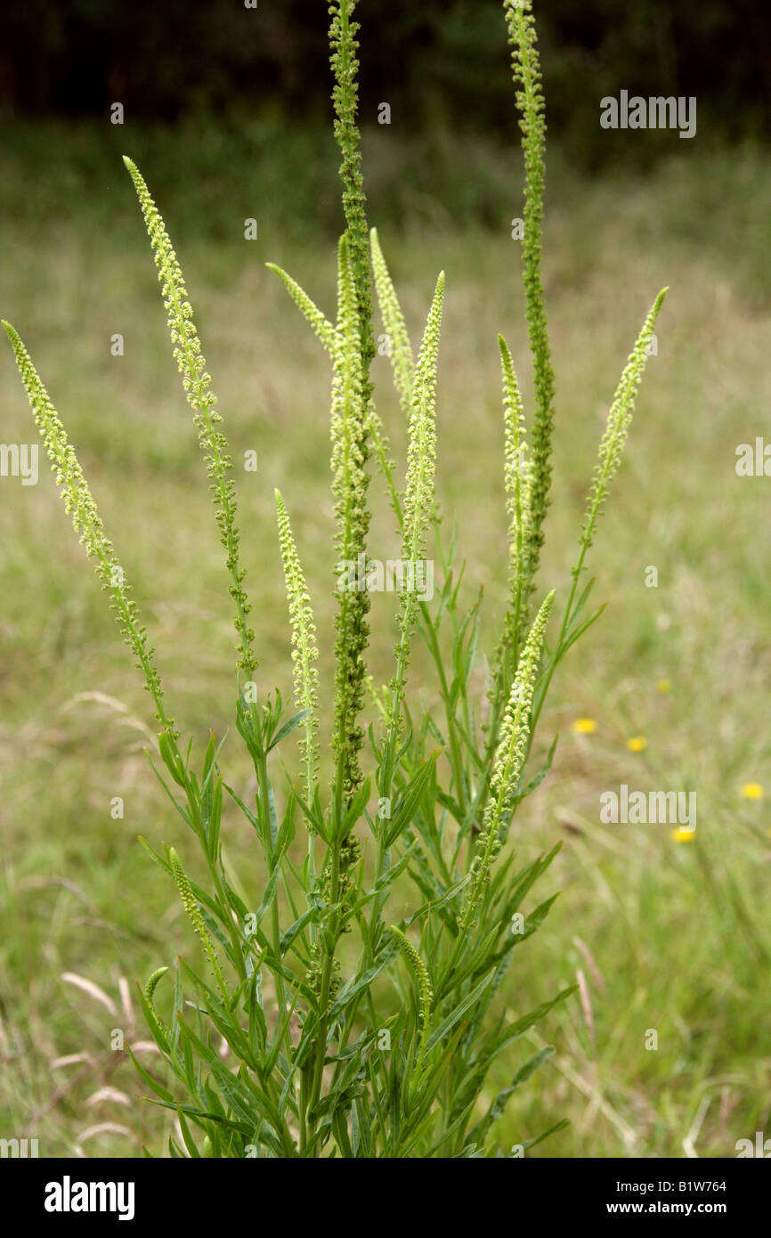Saldatura, Reseda luteola, Resedaceae Foto Stock
