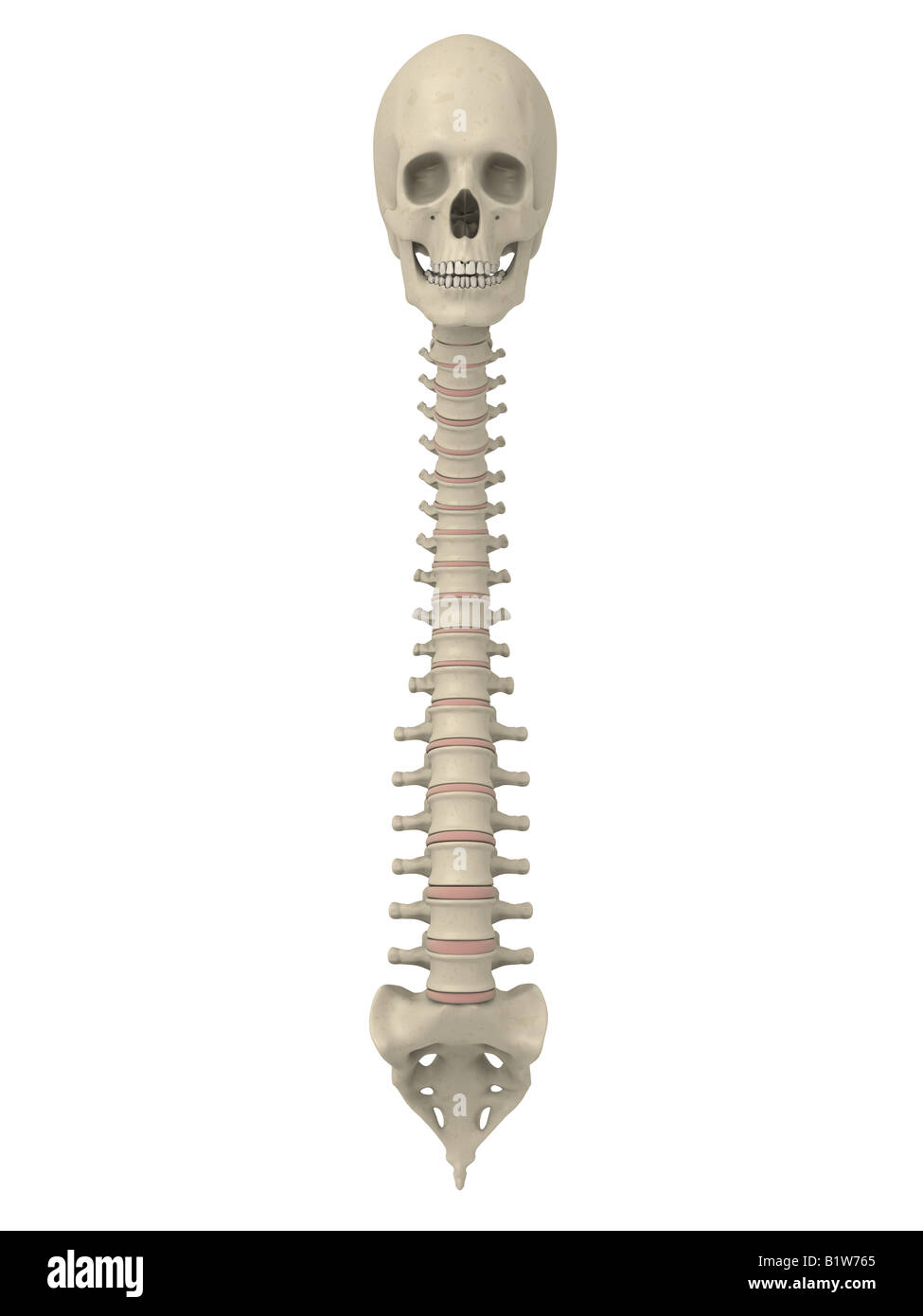 colonna vertebrale e del cranio Foto Stock