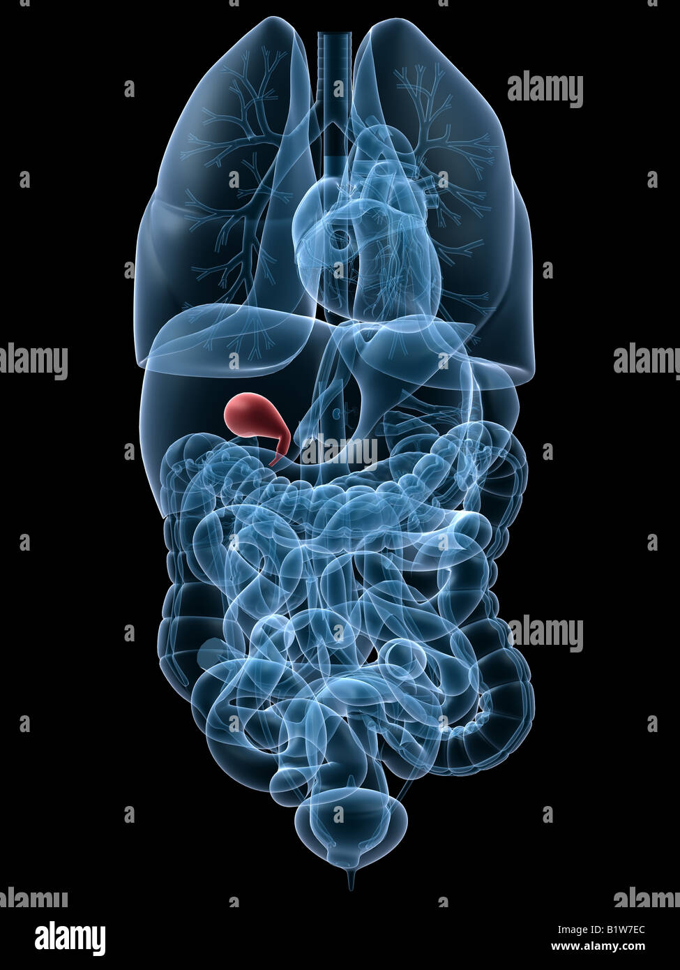 Evidenziato la cistifellea Foto Stock