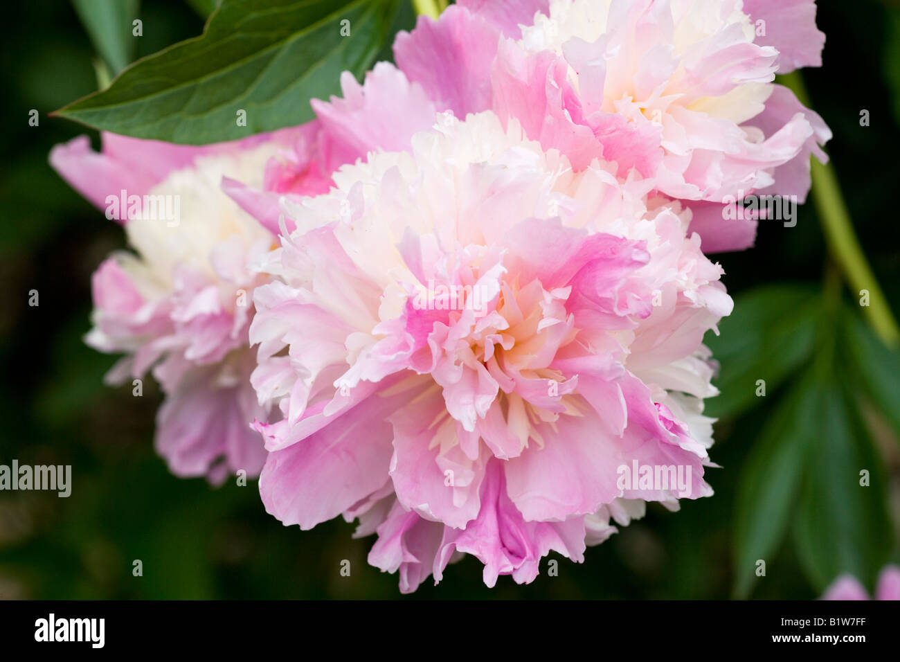 Paeonia lactiflora 'Jeanne d'Arc Foto Stock