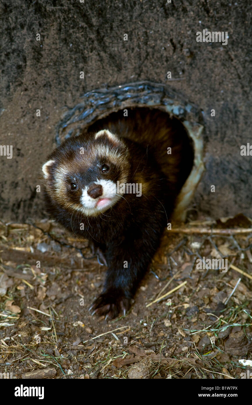 POLECAT (Mustela putorius) Foto Stock