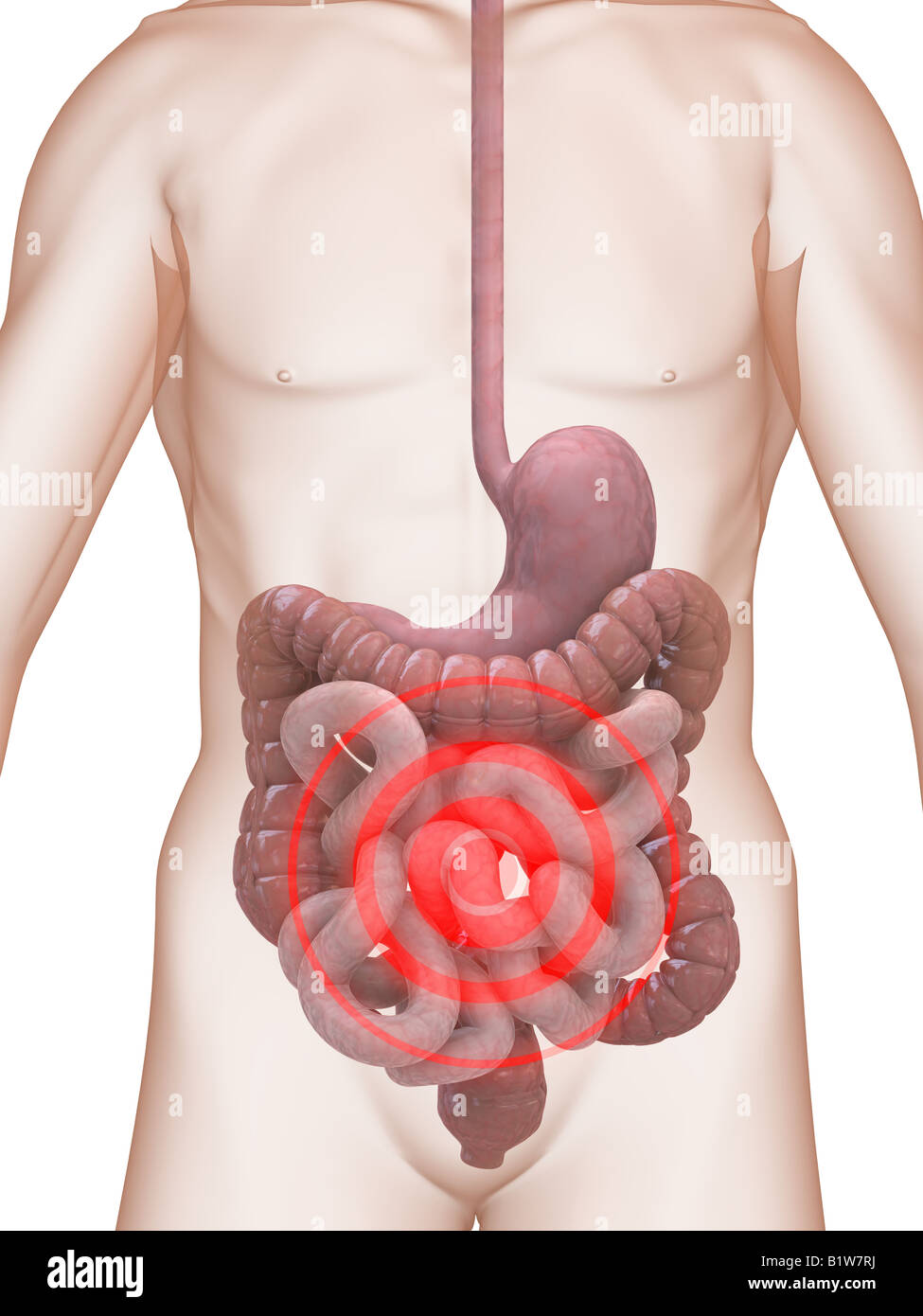 Highlighte sistema digestivo Foto Stock