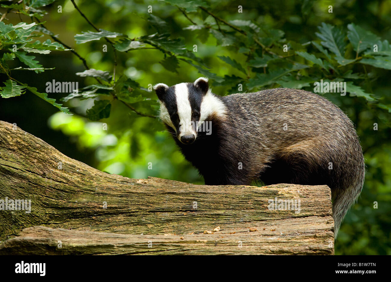 Tasso (Meles meles) Foto Stock