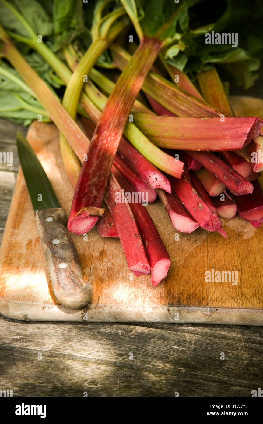 Rabarbaro posa sulla tavola, raccolte di recente e pronti per essere cucinati Foto Stock