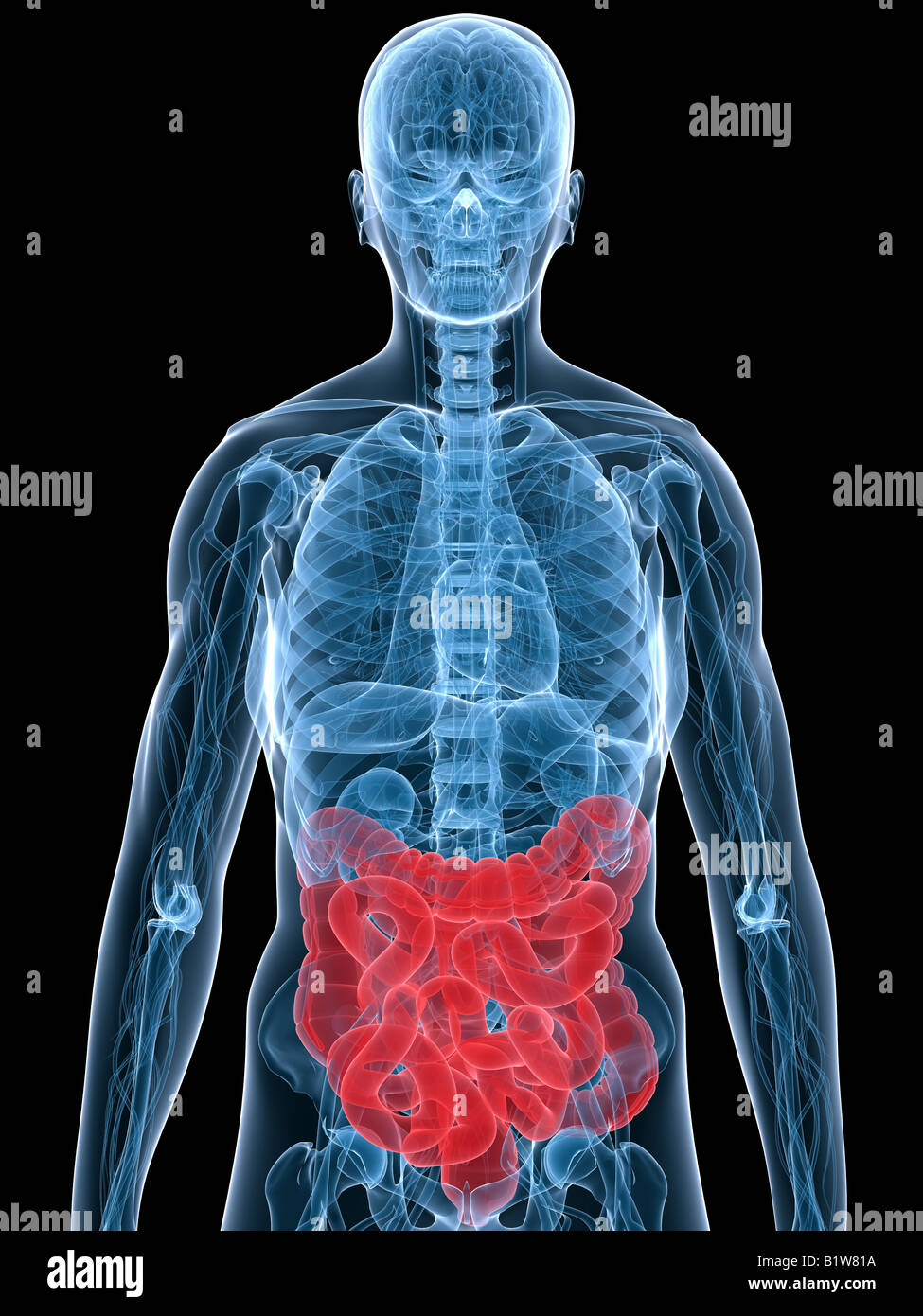 Intestino umano Foto Stock