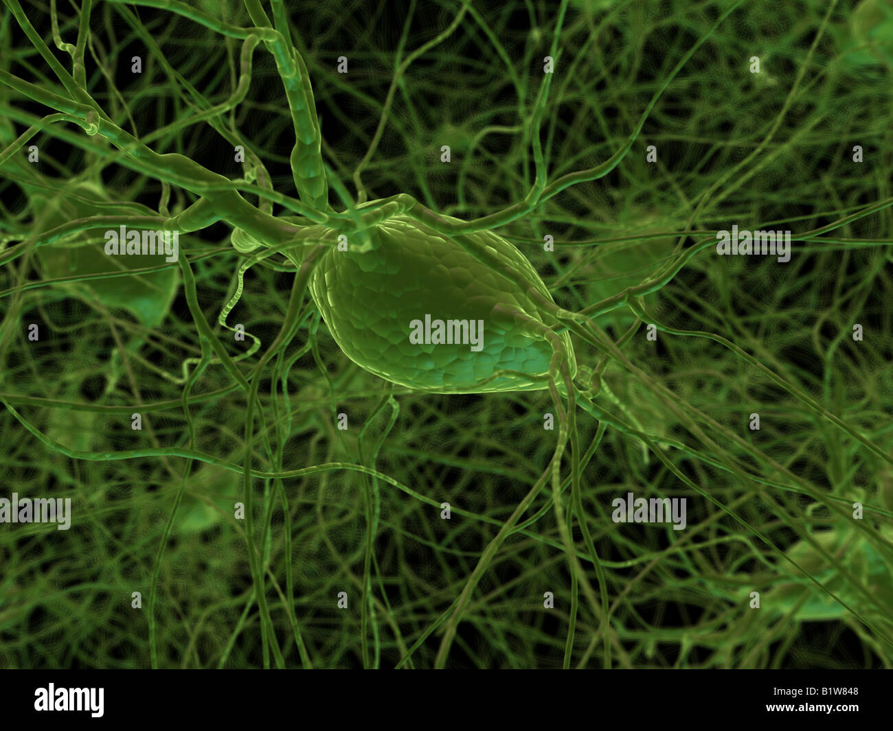 delle cellule nervose Foto Stock