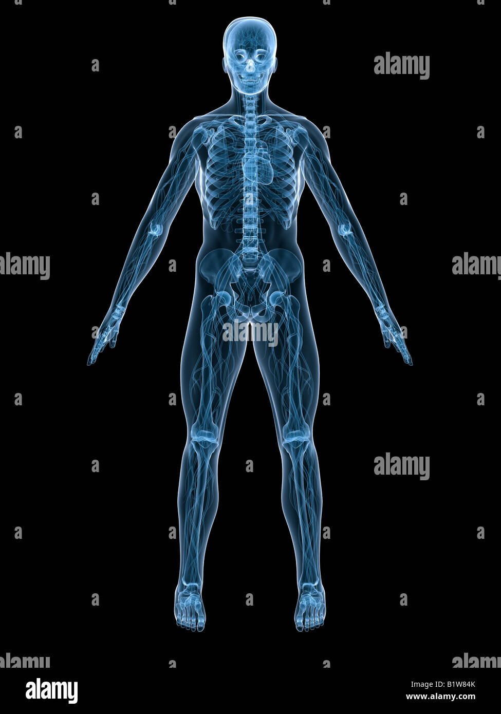 anatomia umana Foto Stock