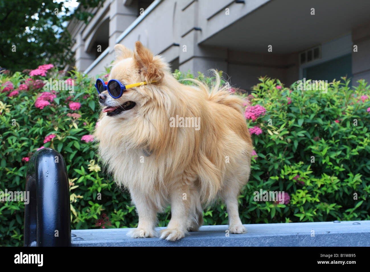 Dichiarazione della moda di un cane di Pomerania Foto Stock